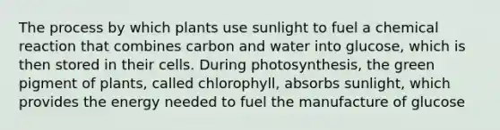 The process by which plants use sunlight to fuel a chemical reaction that combines carbon and water into glucose, which is then stored in their cells. During photosynthesis, the green pigment of plants, called chlorophyll, absorbs sunlight, which provides the energy needed to fuel the manufacture of glucose