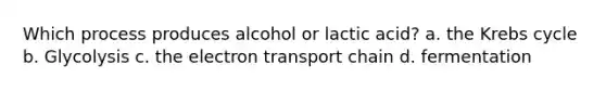 Which process produces alcohol or lactic acid? a. the Krebs cycle b. Glycolysis c. the electron transport chain d. fermentation