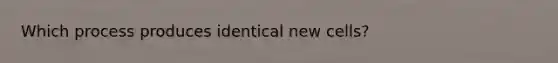 Which process produces identical new cells?