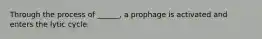 Through the process of ______, a prophage is activated and enters the lytic cycle.