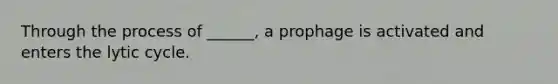 Through the process of ______, a prophage is activated and enters the lytic cycle.