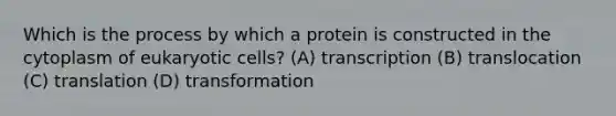 Which is the process by which a protein is constructed in the cytoplasm of eukaryotic cells? (A) transcription (B) translocation (C) translation (D) transformation