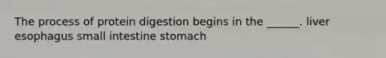 The process of protein digestion begins in the ______. liver esophagus small intestine stomach