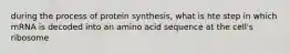 during the process of protein synthesis, what is hte step in which mRNA is decoded into an amino acid sequence at the cell's ribosome