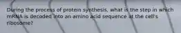 During the process of protein synthesis, what is the step in which mRNA is decoded into an amino acid sequence at the cell's ribosome?