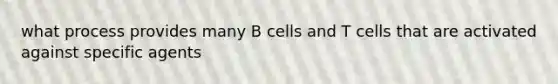 what process provides many B cells and T cells that are activated against specific agents