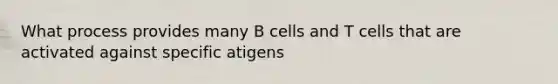 What process provides many B cells and T cells that are activated against specific atigens