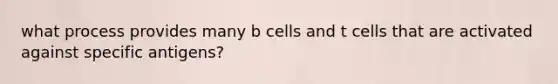 what process provides many b cells and t cells that are activated against specific antigens?