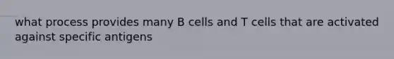 what process provides many B cells and T cells that are activated against specific antigens