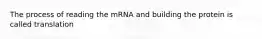 The process of reading the mRNA and building the protein is called translation