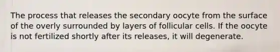 The process that releases the secondary oocyte from the surface of the overly surrounded by layers of follicular cells. If the oocyte is not fertilized shortly after its releases, it will degenerate.