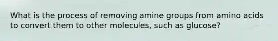 What is the process of removing amine groups from amino acids to convert them to other molecules, such as glucose?