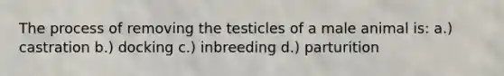 The process of removing the testicles of a male animal is: a.) castration b.) docking c.) inbreeding d.) parturition