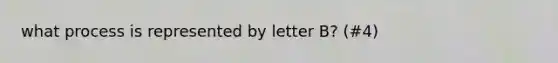 what process is represented by letter B? (#4)