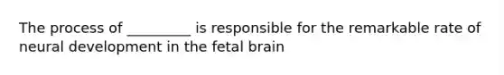 The process of _________ is responsible for the remarkable rate of neural development in the fetal brain