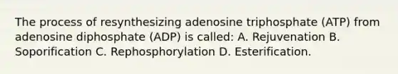 The process of resynthesizing adenosine triphosphate (ATP) from adenosine diphosphate (ADP) is called: A. Rejuvenation B. Soporification C. Rephosphorylation D. Esterification.