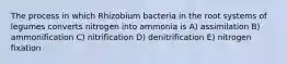 The process in which Rhizobium bacteria in the root systems of legumes converts nitrogen into ammonia is A) assimilation B) ammonification C) nitrification D) denitrification E) nitrogen fixation