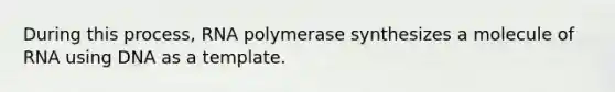 During this process, RNA polymerase synthesizes a molecule of RNA using DNA as a template.