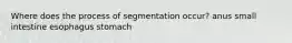 Where does the process of segmentation occur? anus small intestine esophagus stomach