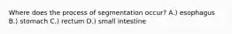 Where does the process of segmentation occur? A.) esophagus B.) stomach C.) rectum D.) small intestine
