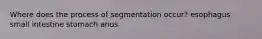 Where does the process of segmentation occur? esophagus small intestine stomach anus