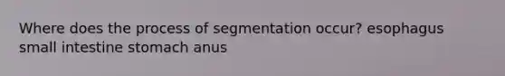 Where does the process of segmentation occur? esophagus small intestine stomach anus