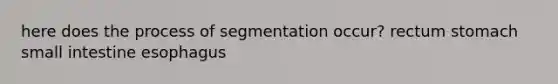 here does the process of segmentation occur? rectum stomach small intestine esophagus