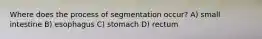 Where does the process of segmentation occur? A) small intestine B) esophagus C) stomach D) rectum
