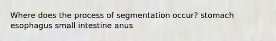 Where does the process of segmentation occur? stomach esophagus small intestine anus