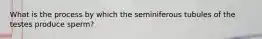 What is the process by which the seminiferous tubules of the testes produce sperm?