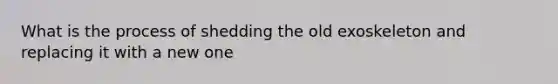 What is the process of shedding the old exoskeleton and replacing it with a new one