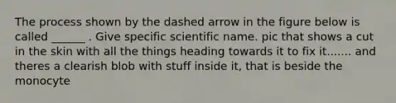 The process shown by the dashed arrow in the figure below is called ______ . Give specific scientific name. pic that shows a cut in the skin with all the things heading towards it to fix it....... and theres a clearish blob with stuff inside it, that is beside the monocyte