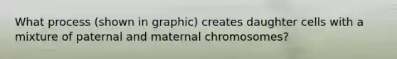 What process (shown in graphic) creates daughter cells with a mixture of paternal and maternal chromosomes?