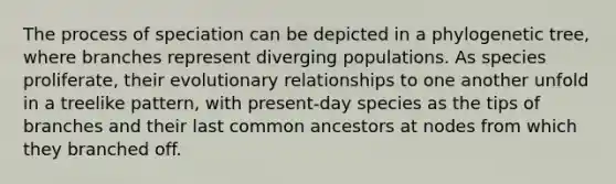 The process of speciation can be depicted in a phylogenetic tree, where branches represent diverging populations. As species proliferate, their evolutionary relationships to one another unfold in a treelike pattern, with present-day species as the tips of branches and their last common ancestors at nodes from which they branched off.