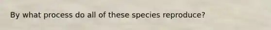 By what process do all of these species reproduce?