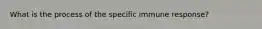 What is the process of the specific immune response?