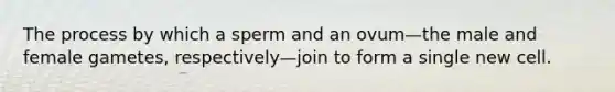 The process by which a sperm and an ovum—the male and female gametes, respectively—join to form a single new cell.