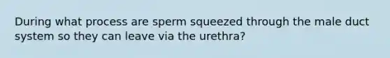 During what process are sperm squeezed through the male duct system so they can leave via the urethra?