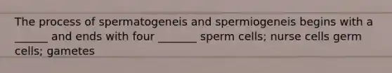 The process of spermatogeneis and spermiogeneis begins with a ______ and ends with four _______ sperm cells; nurse cells germ cells; gametes