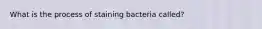 What is the process of staining bacteria called?