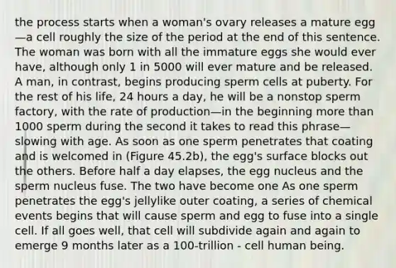 the process starts when a woman's ovary releases a mature egg—a cell roughly the size of the period at the end of this sentence. The woman was born with all the immature eggs she would ever have, although only 1 in 5000 will ever mature and be released. A man, in contrast, begins producing sperm cells at puberty. For the rest of his life, 24 hours a day, he will be a nonstop sperm factory, with the rate of production—in the beginning <a href='https://www.questionai.com/knowledge/keWHlEPx42-more-than' class='anchor-knowledge'>more than</a> 1000 sperm during the second it takes to read this phrase—slowing with age. As soon as one sperm penetrates that coating and is welcomed in (Figure 45.2b), the egg's surface blocks out the others. Before half a day elapses, the egg nucleus and the sperm nucleus fuse. The two have become one As one sperm penetrates the egg's jellylike outer coating, a series of chemical events begins that will cause sperm and egg to fuse into a single cell. If all goes well, that cell will subdivide again and again to emerge 9 months later as a 100-trillion - cell human being.