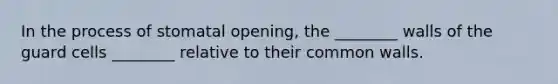 In the process of stomatal opening, the ________ walls of the guard cells ________ relative to their common walls.