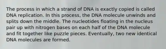 The process in which a strand of DNA is exactly copied is called DNA replication. In this process, the DNA molecule unwinds and splits down the middle. The nucleotides floating in the nucleus pair up with nitrogen bases on each half of the DNA molecule and fit together like puzzle pieces. Eventually, two new identical DNA molecules are formed.