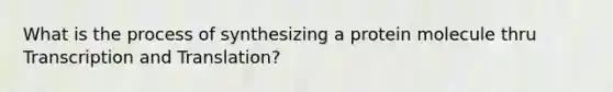 What is the process of synthesizing a protein molecule thru Transcription and Translation?