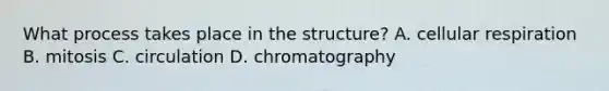 What process takes place in the structure? A. cellular respiration B. mitosis C. circulation D. chromatography