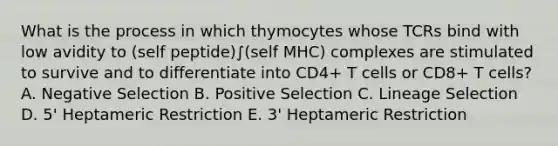 What is the process in which thymocytes whose TCRs bind with low avidity to (self peptide)∫(self MHC) complexes are stimulated to survive and to differentiate into CD4+ T cells or CD8+ T cells? A. Negative Selection B. Positive Selection C. Lineage Selection D. 5' Heptameric Restriction E. 3' Heptameric Restriction