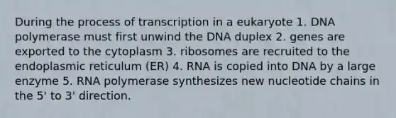 During the process of transcription in a eukaryote 1. DNA polymerase must first unwind the DNA duplex 2. genes are exported to the cytoplasm 3. ribosomes are recruited to the endoplasmic reticulum (ER) 4. RNA is copied into DNA by a large enzyme 5. RNA polymerase synthesizes new nucleotide chains in the 5' to 3' direction.