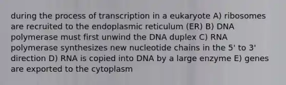 during the process of transcription in a eukaryote A) ribosomes are recruited to the endoplasmic reticulum (ER) B) DNA polymerase must first unwind the DNA duplex C) RNA polymerase synthesizes new nucleotide chains in the 5' to 3' direction D) RNA is copied into DNA by a large enzyme E) genes are exported to the cytoplasm