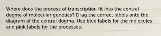 Where does the process of transcription fit into the central dogma of molecular genetics? Drag the correct labels onto the diagram of the central dogma. Use blue labels for the molecules and pink labels for the processes.