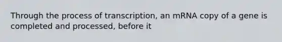 Through the process of transcription, an mRNA copy of a gene is completed and processed, before it